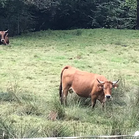 Dağ evi La Cotaraxa Piloña