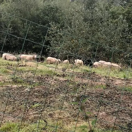 La Cotaraxa Pilona