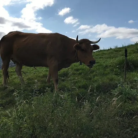 La Cotaraxa *